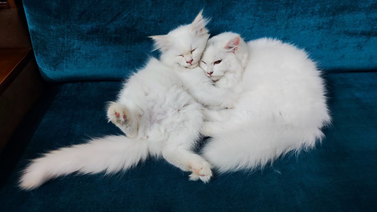 Cats Make Me Happy is live!