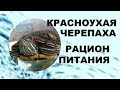 Рацион правильного питания КРАСНОУХИХ ЧЕРЕПАХ! Сколько раз в день нужно кормить...