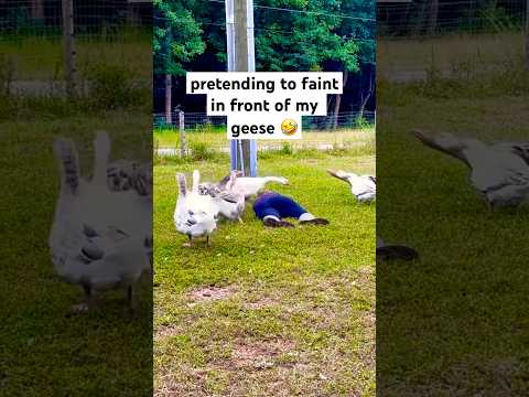 These Geese Tried