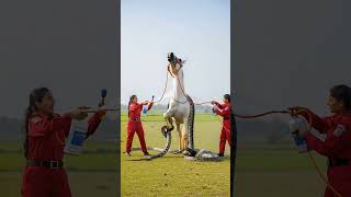 Brave Girl Saved A Horse From Snakes