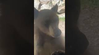 Bear euthanized after multiple sightings in Ogden Valley