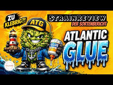 Der medizinische Sortenbericht - Aquaponic 26/1 ATG – Atlantic Glue - Wellford