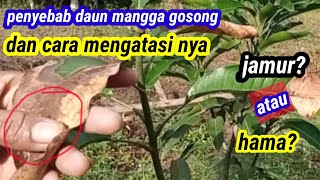 Penyebab daun mangga seperti terbakar dan cara mengatasi daun mangga gosong seperti terbakar
