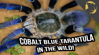 Cobalt Blue Tarantula - Haplopelma Tarantula Hunt in Thailand!