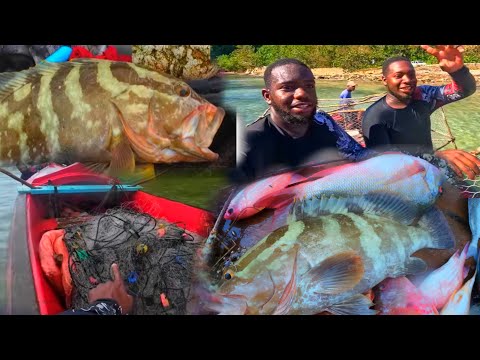 Foreign Fish Species Caught In Our Fish Trap 🇯🇲