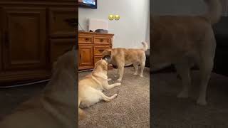 Funny cat video funny animals videos pets funny #funnycat #funnyanimals #cutecat #cats #funnypets