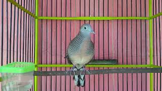 Perkutut LOKAL Pemikat untuk semua jenis perkutut ikut NGAYER.