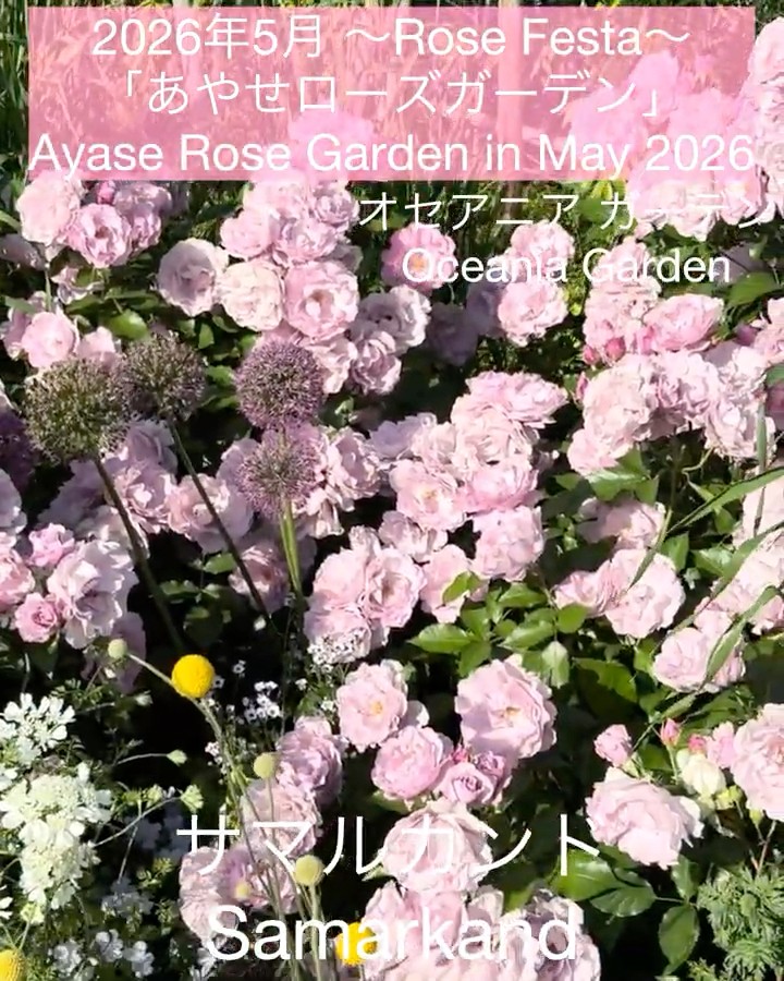 May 2026 Ayase Rose Garden Vol. 2] Samarkand and others - YouTube
