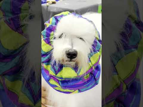 Video: Sealyham Terrier