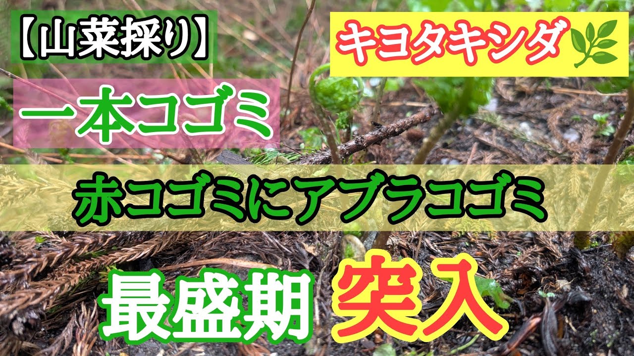 Wild vegetable picking] The peak season for wild vegetable picking