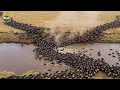 Great Migration on the African Savanna: Lions vs Wildebeest in a Battle for Survival