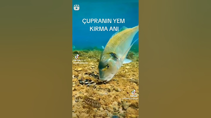 ÇOK GÜÇLÜ🎏🎣🐟🇹🇷#keşfet #balıkçılık #cupra #keşvetteyiz #izmir #keşvetedüş #balıkavı #keşvet#balıkçı