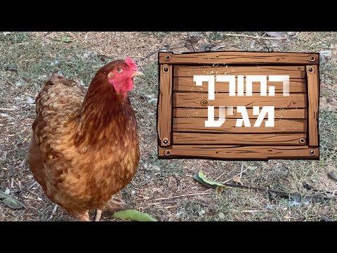 בעלי הכנף שלנו צריכים להתכונן לקראת הגשם שבדרך