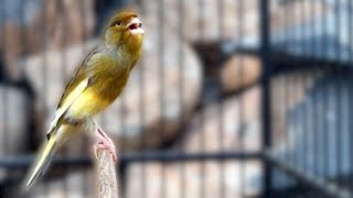 Download Lagu Masteran Kenari \u0026  Terapi Untuk Kenari Macet Bunyi Agar Gacor Lagi... MP3