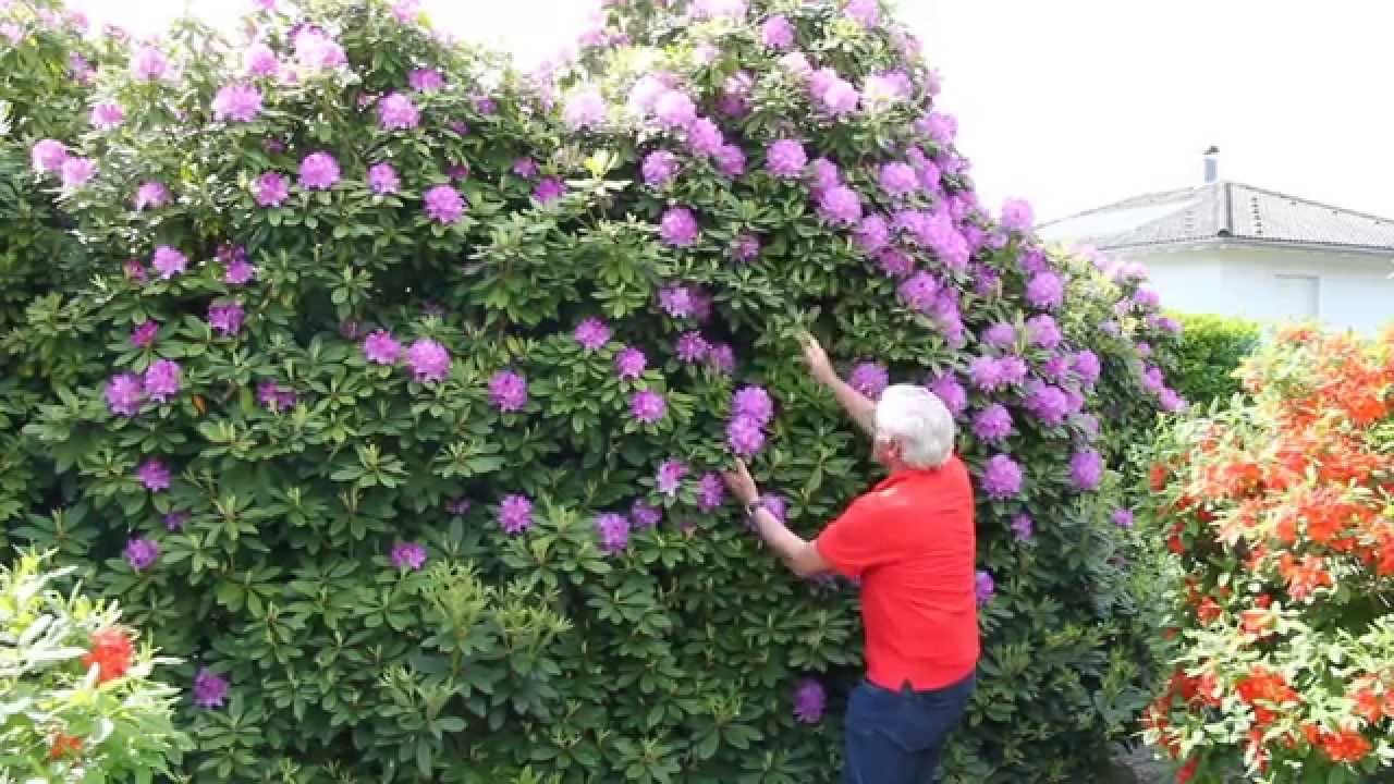 Der Rhododendron im VOL.AT-Gartentipp