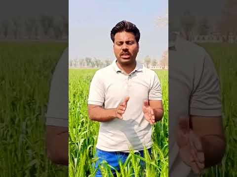 Video: Wheat Rust Diseases - Tips on Treating Rust In Wheat Plants