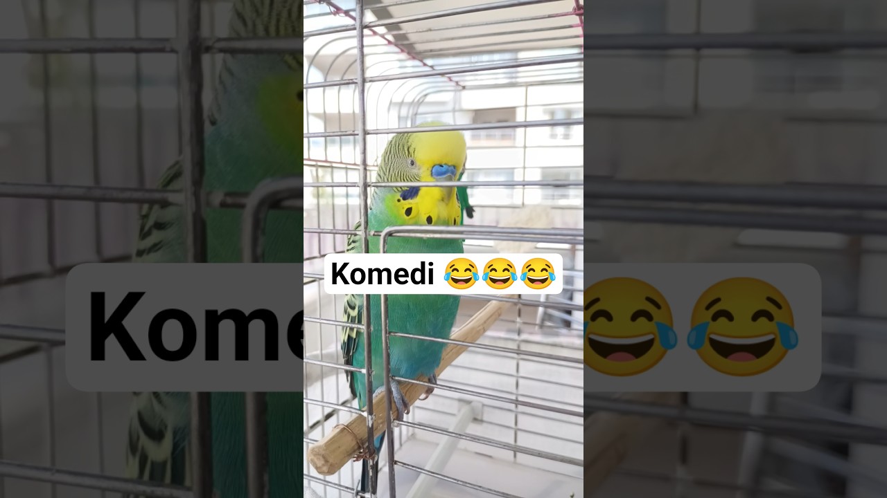 Neyittin Oğlum 😂 #muhabbetkuşu #konuşankuş #birds #budgies #vogel #talkingparot #cute #funny