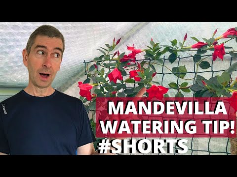 DIPLADENIA (MANDEVILLA) WATERING TIP!