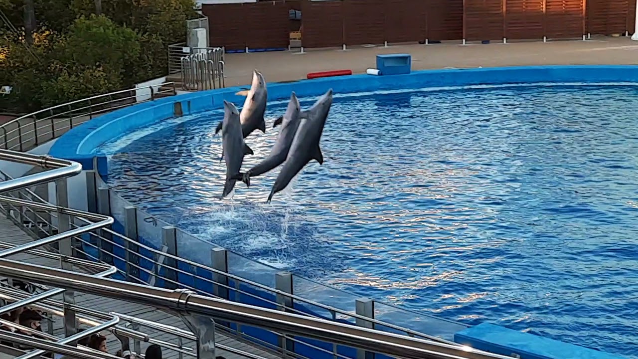 ШОУ С ДЕЛЬФИНАМИ в Испании!!!! СМОТРИТЕ ДО КОНЦА ЭТО БЫЛО ОЧЕНЬ КРУТО!!!