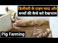 Pig Farming In India | मादा की डिलीवरी के समय क्या करें | Sukar Palan in Uttarpradesh