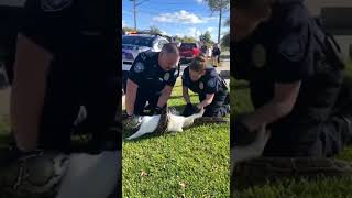 Rescue Cat from Python Attack, Scary Moment!