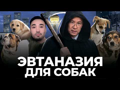 Are Strays Dangerous? Euthanizing Dogs Instead of Sterilization in Kazakhstan? | Deputies, Animals