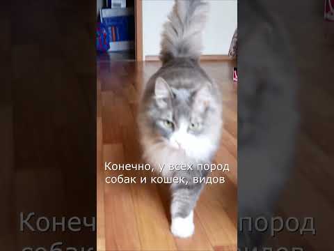 Как выбрать идеального питомца: секреты и советы