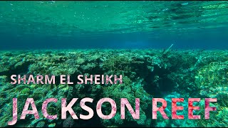 Scuba Diving Jackson Reef Sharm El Sheikh Egypt - Bluedotted Stingray - Red Sea Banner Fish
