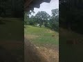 Oh deer!!! Zimbrarie Vanatori Neamt