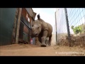 Dinner time at Care for Wild Rhino Sanctuary