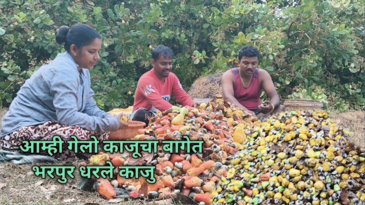 आम्ही गेलो काजूच्या बागेत😍🥰 | भरपुर धरले काजु | Aamhi gelo kaju chya baget😍 |#kaju @MaheshBanevlogs 