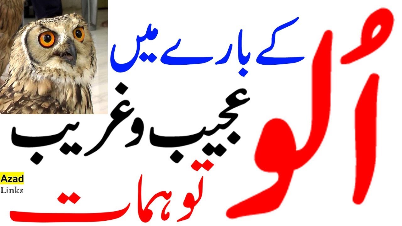 Urdu Documentary I Facts About Owls In Urdu Hindi And Some Fake