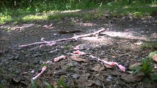 Exploding Silly String with a High Power Pellet Gun
