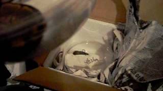 My New Ball Pythons!