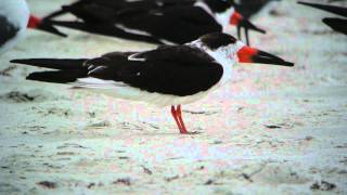 Black Skimmers - Florida