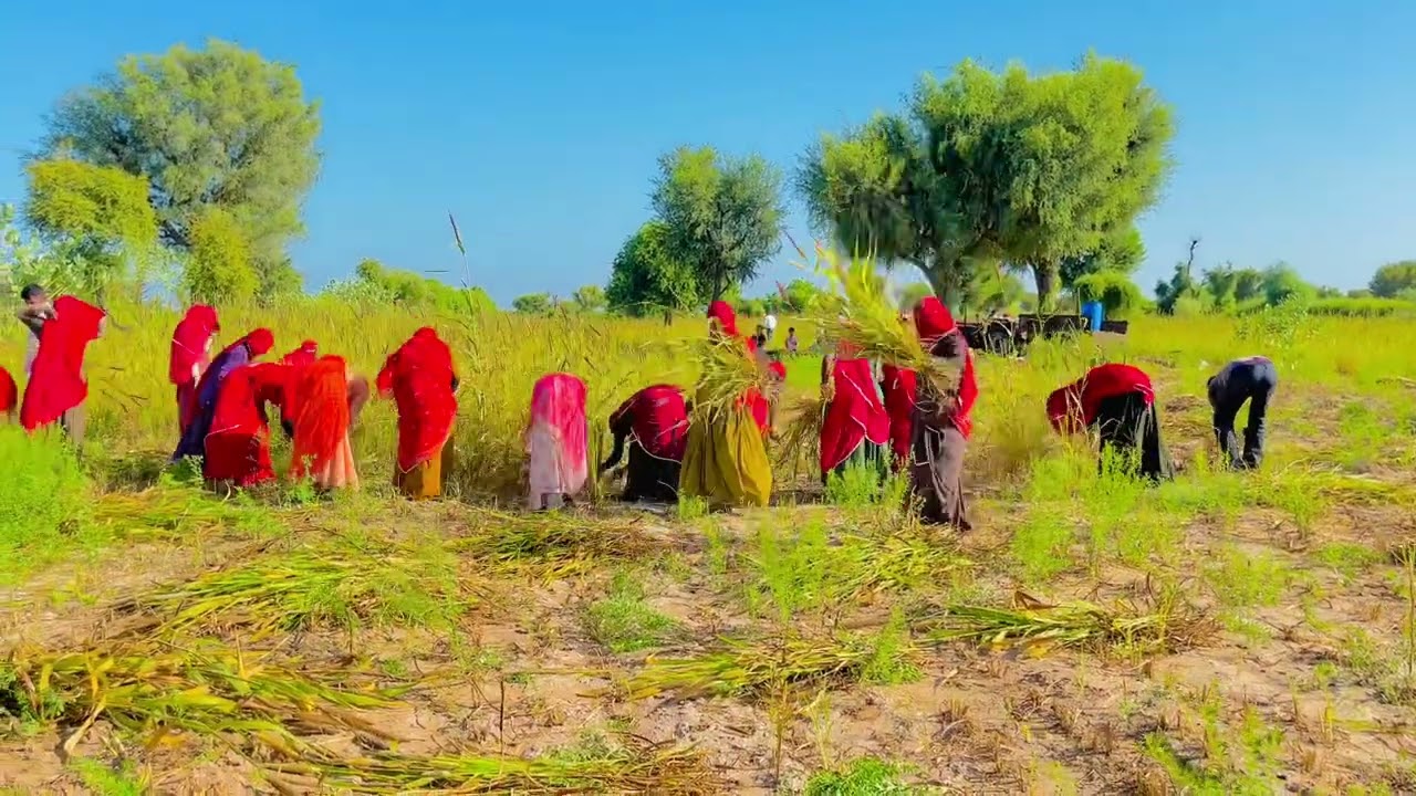 Bajre ki fasal ki la 