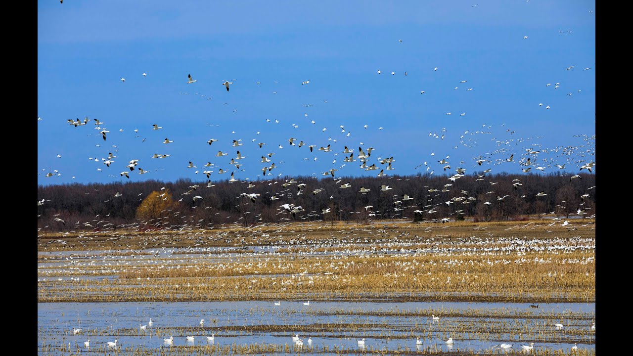 Snow Geese in Quebec
