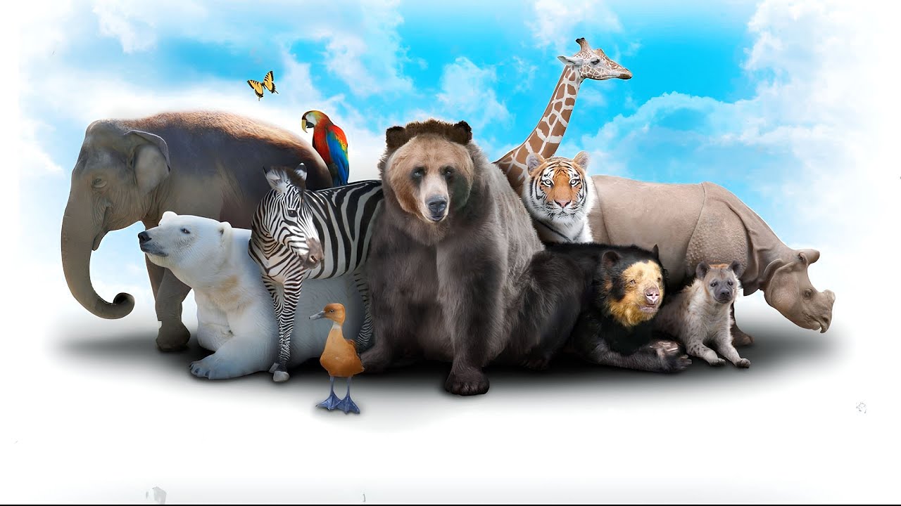 20 Surprising Animal Facts That Will Blow Your Mind - YouTube