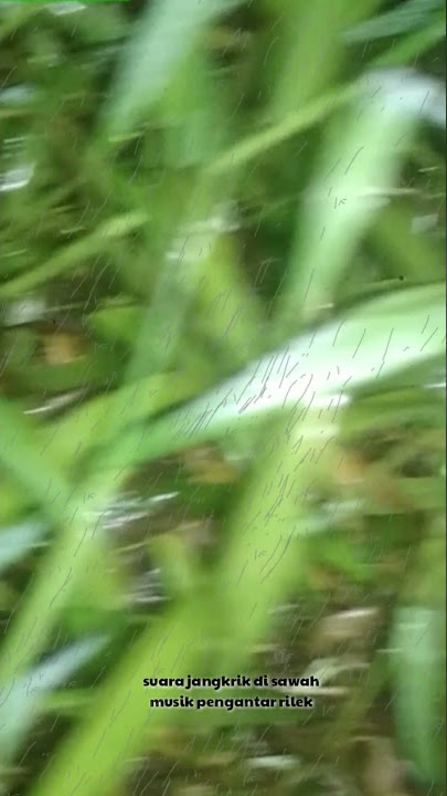 THE SOUND OF crickets in the rice fields (relaxing introductory music) @petualangmalam #short