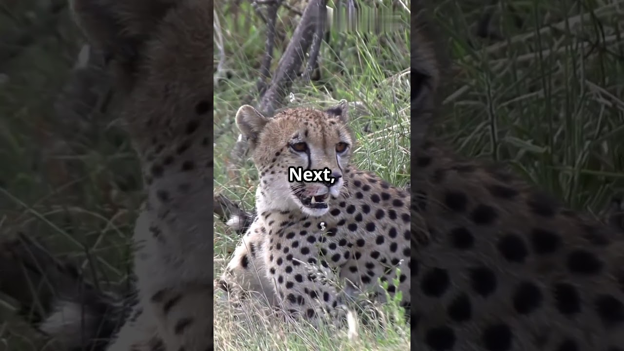 Cheetah vs Leopard vs Jaguar: The Ultimate Showdown!