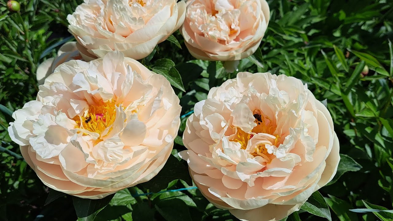 @OlenaSad Півонії , 2024 . Збираю пилок , мрію про нову красу .