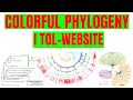 How to construct colorful Phylogenetic tree using iTOL
