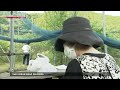 Threat of urban bearsーNHK WORLD-JAPAN NEWS