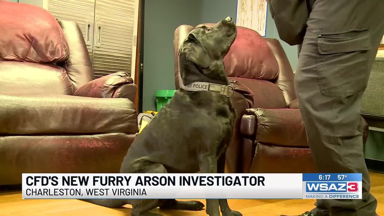 Charleston Fire Department's newest four-legged arson investigator