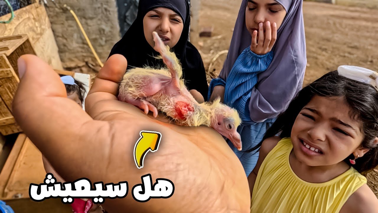 حمامة مجروحة في المزرعة… لحظة مؤثرة!هل مشروع صوف الغنم مربح؟ تجربتي الواقعية