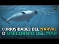 Curiosidades del Narval: El unicornio marino