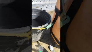 INI PUPUK SUSULAN PERTAMA CABE MERAH BESAR #pertanian