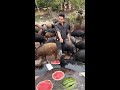 Feeding watermelon to pigs|スイカを食べる豚が可愛すぎる|돼지에게 수박 먹이기 |2026-05-01
