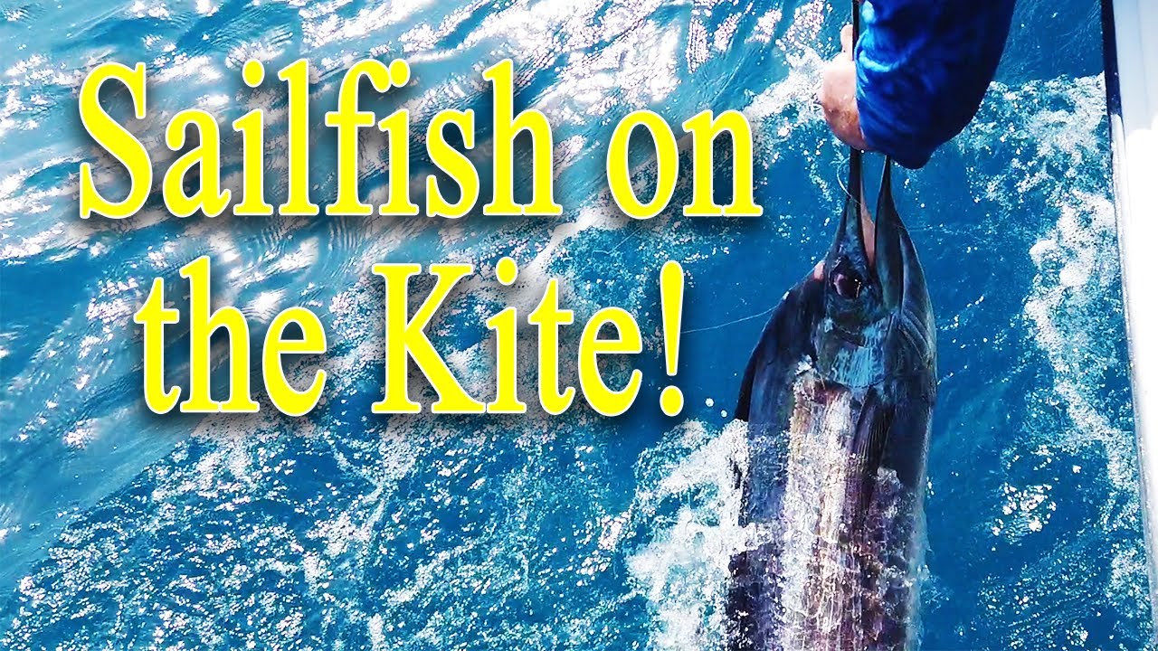 Flying a kite for Florida Keys sailfish! Grouper and King Mackerel too!