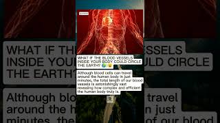 The Hidden Highway Inside Your Body Human Blood Vessels Explained